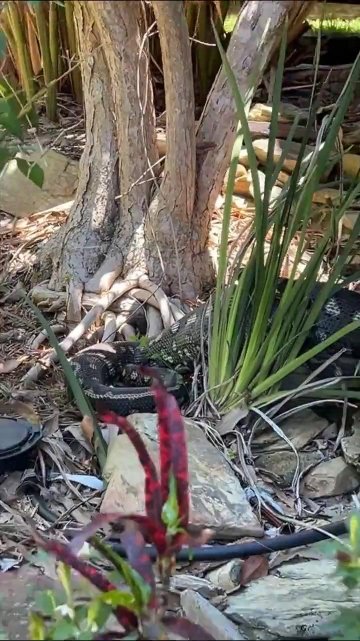 Emily Feld Poolside Bikini Dancing Sunroom Video Leaked - #11